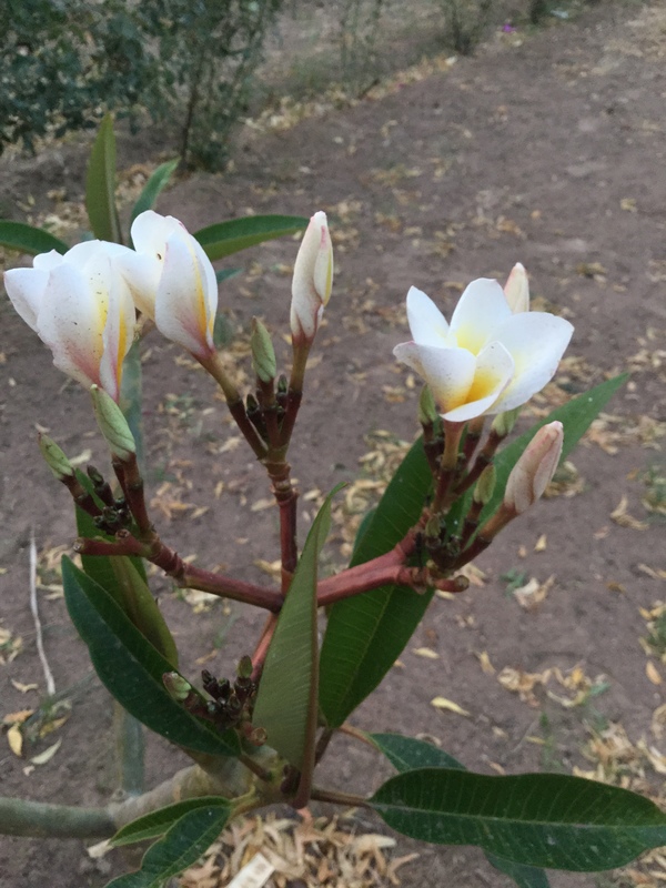 the divine frangipani or champa   fragrance is heavenly